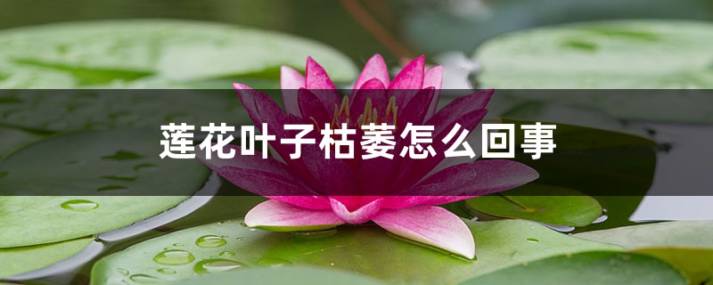 莲花叶子枯萎如何回事，叶子枯萎如何办