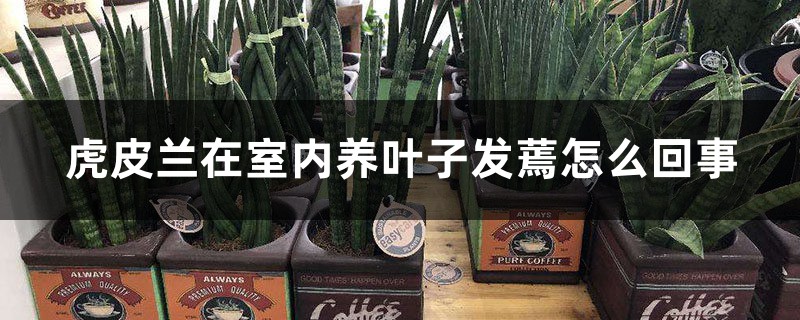 虎皮兰在室内养叶子发蔫如何回事，蔫了还能活吗