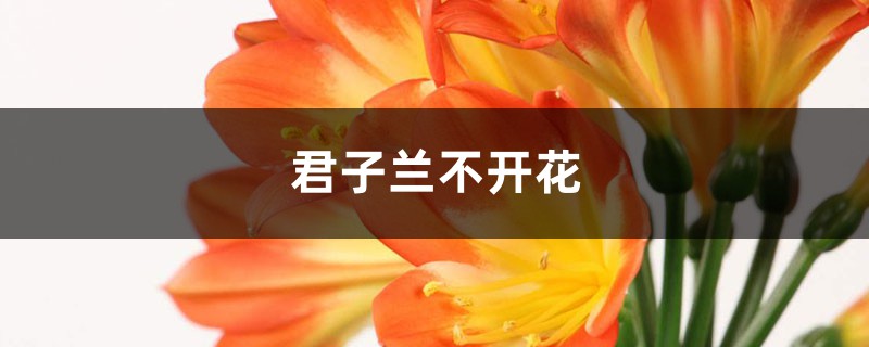 君子兰不开花是什么原因，需要如何处理