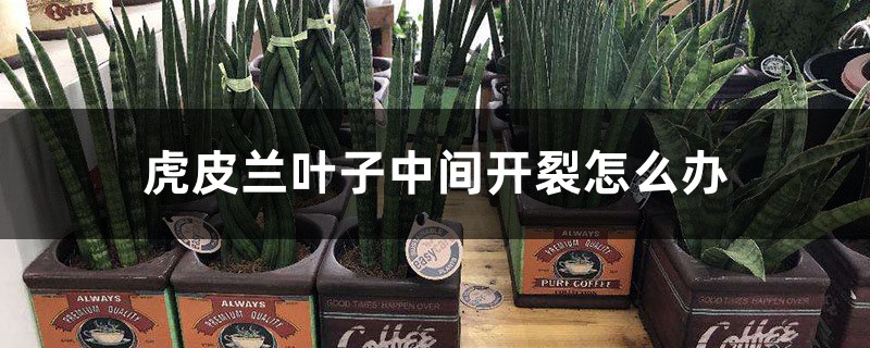 虎皮兰叶子中间开裂如何办，能恢复吗