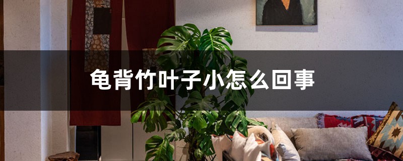 龟背竹叶子小如何回事，如何处理