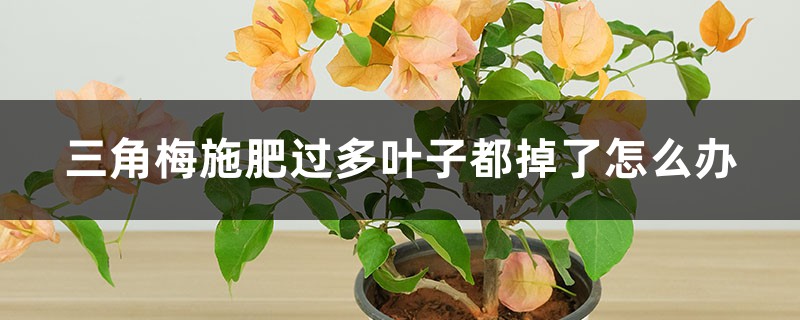 三角梅施肥过多叶子都掉了如何办，叶子发黄一碰就掉的原因及处理办法