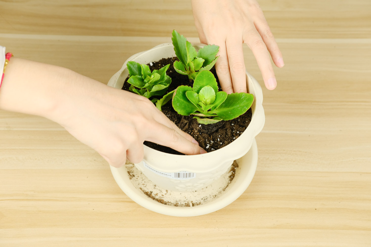 长寿花的叶子发软变卷曲，修剪办法图解