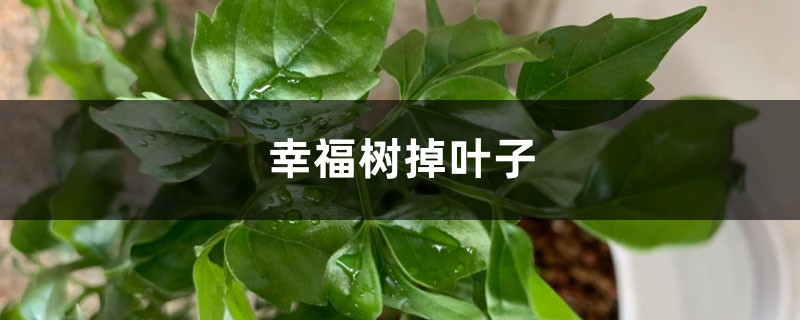 幸福树掉叶子是什么原因，如何挽救
