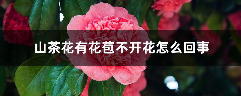 山茶花有花苞不开花如何回事，有花苞时如何施肥和管理