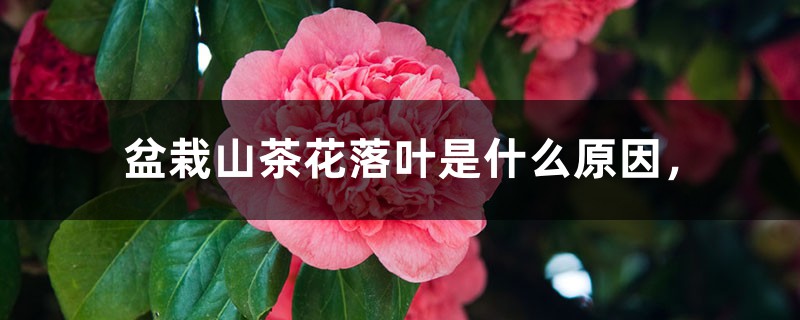 盆栽山茶花落叶是什么原因，什么时候开花