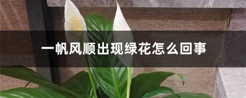 一帆风顺出现绿花如何回事，如何处理