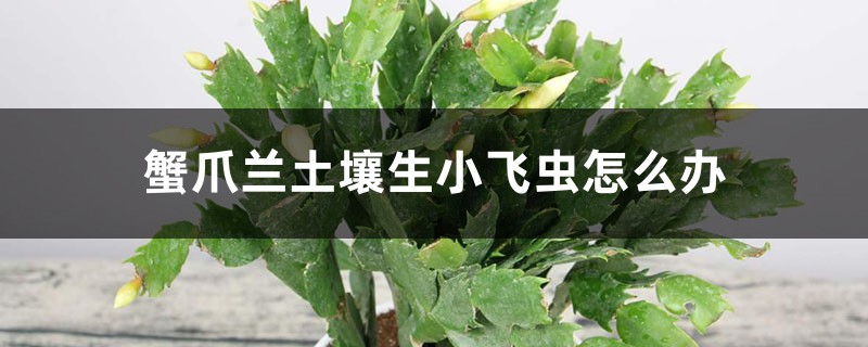 蟹爪兰土壤生小飞虫如何办，土壤能用鸡蛋壳吗