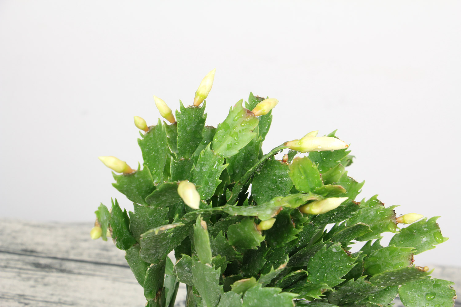 蟹爪兰土壤生小飞虫如何办，土壤能用鸡蛋壳吗