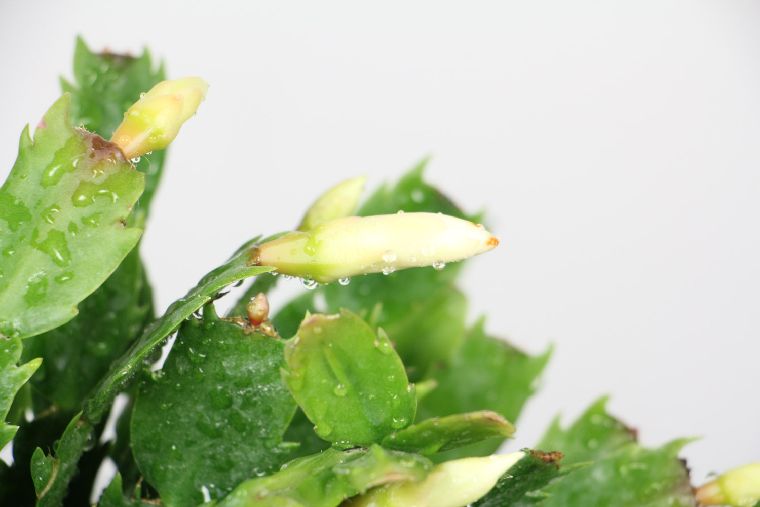 蟹爪兰土壤生小飞虫如何办，土壤能用鸡蛋壳吗