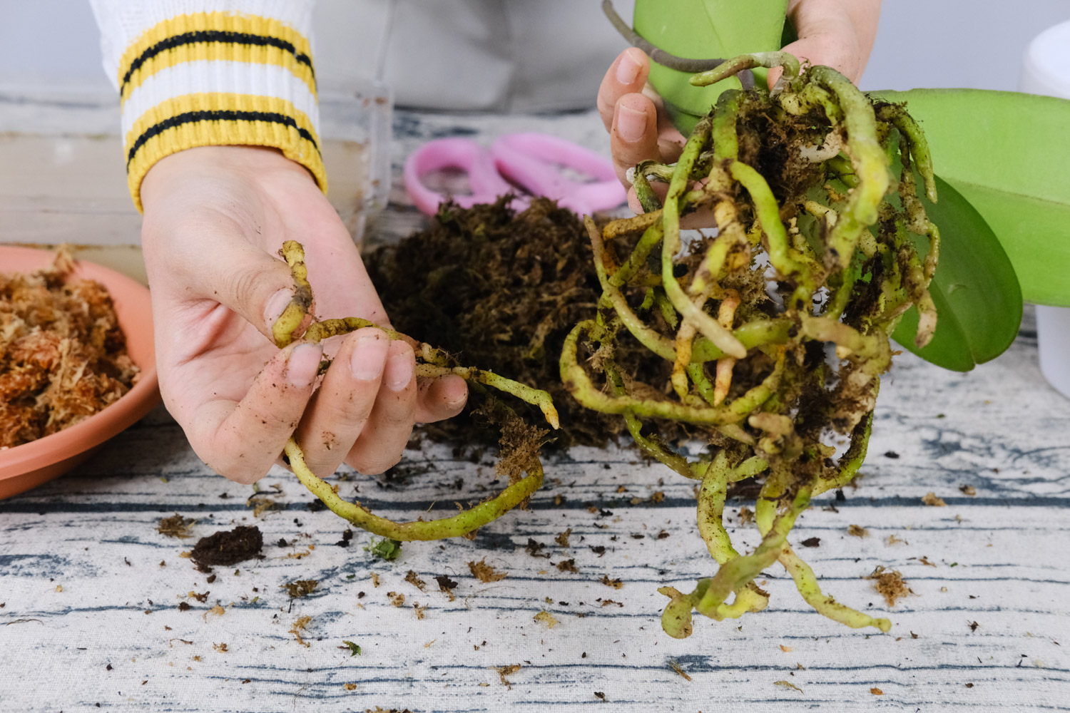 蝴蝶兰 蝴蝶兰烂根是什么原因,蝴蝶兰烂根如何处理