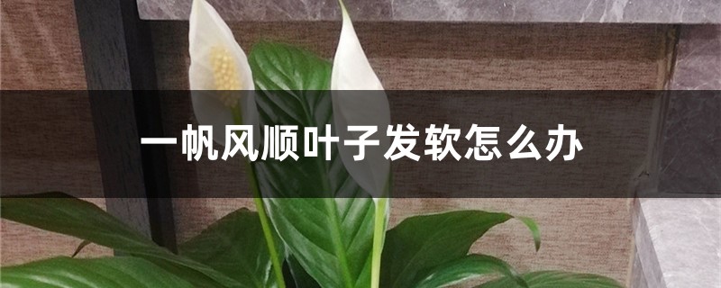 一帆风顺叶子发软如何办，叶子发软的原因