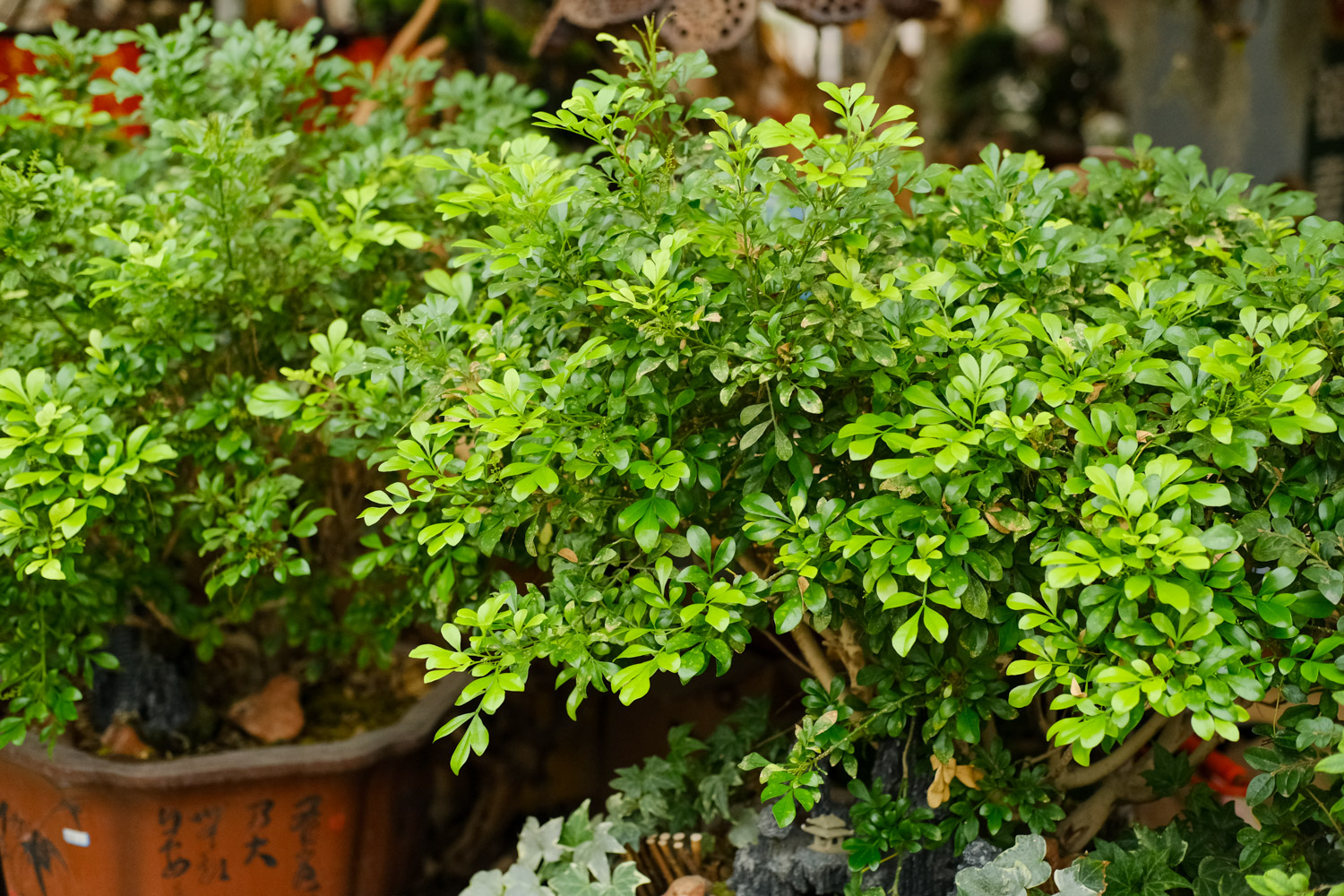 米兰 米兰花掉叶子如何救