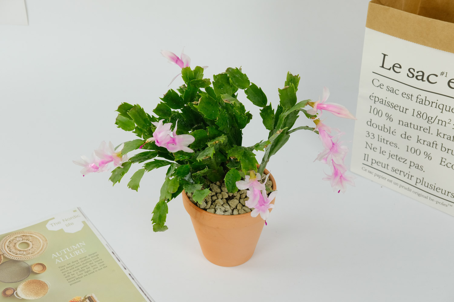 蟹爪兰叶子发红为何