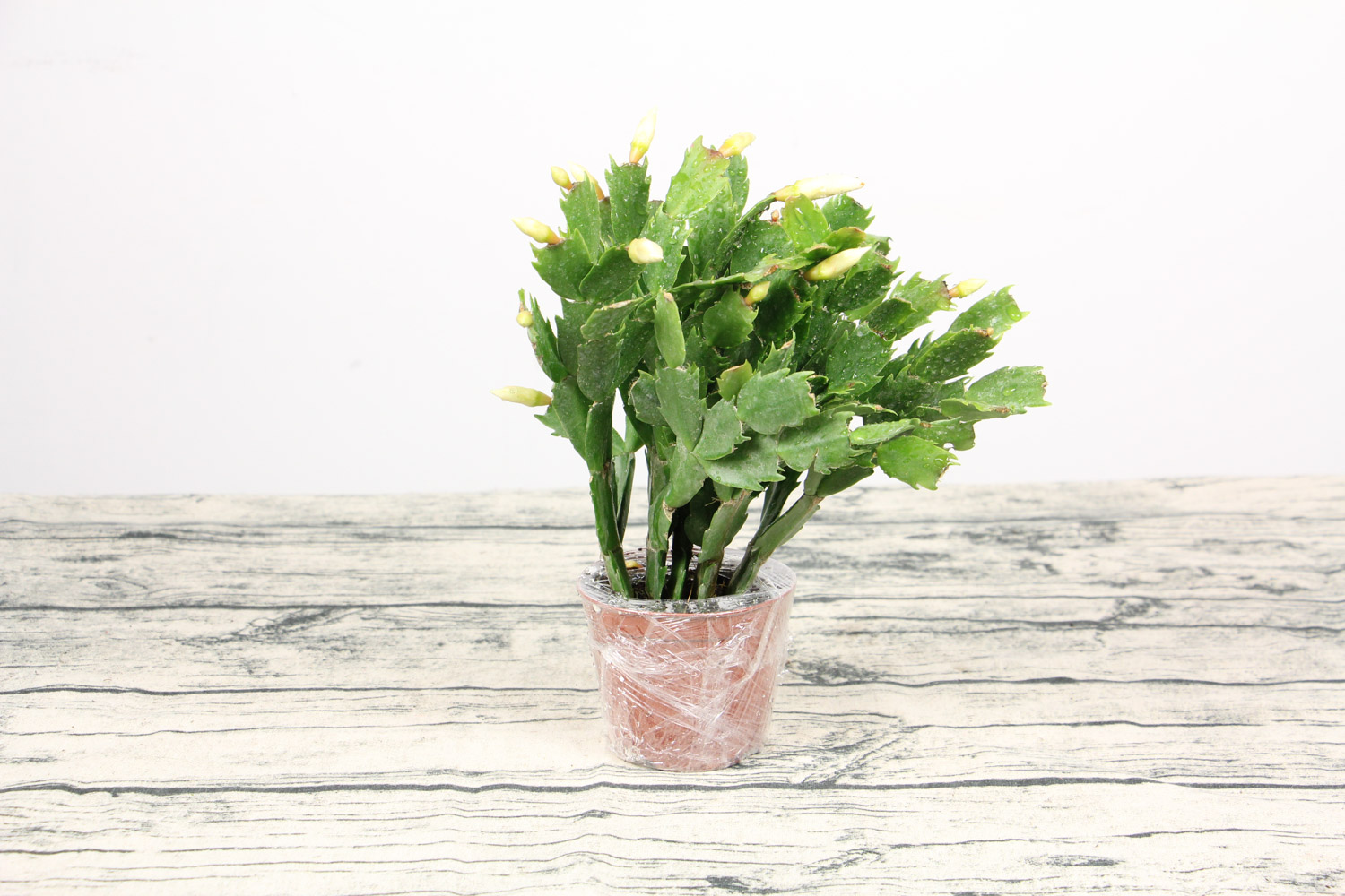 蟹爪兰叶子发红为何