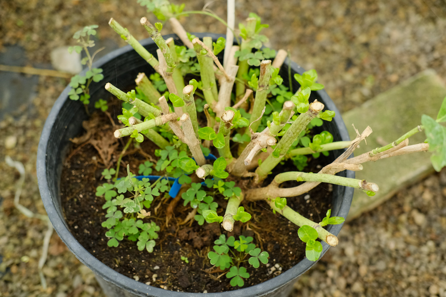 绣球叶子卷曲发焦如何办