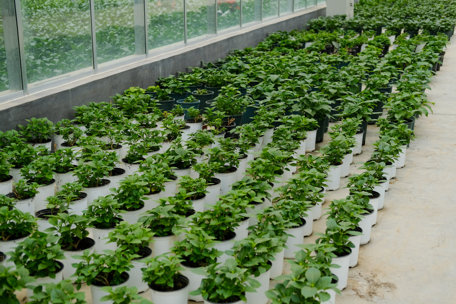 绣球叶子卷曲发焦如何办