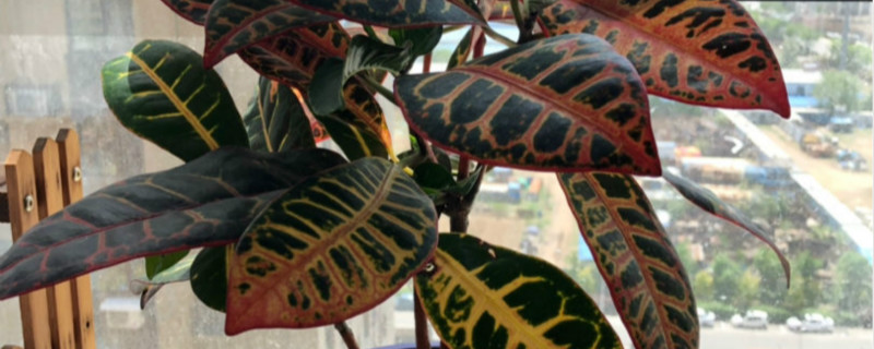 变叶木掉叶子是如何回事