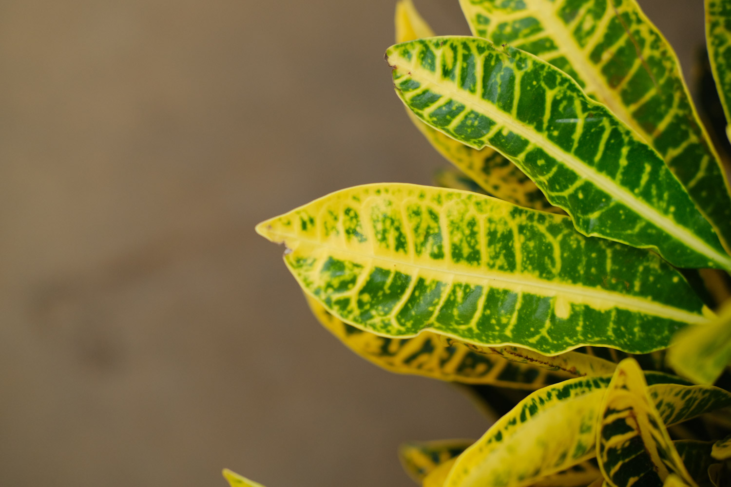 变叶木掉叶子是如何回事