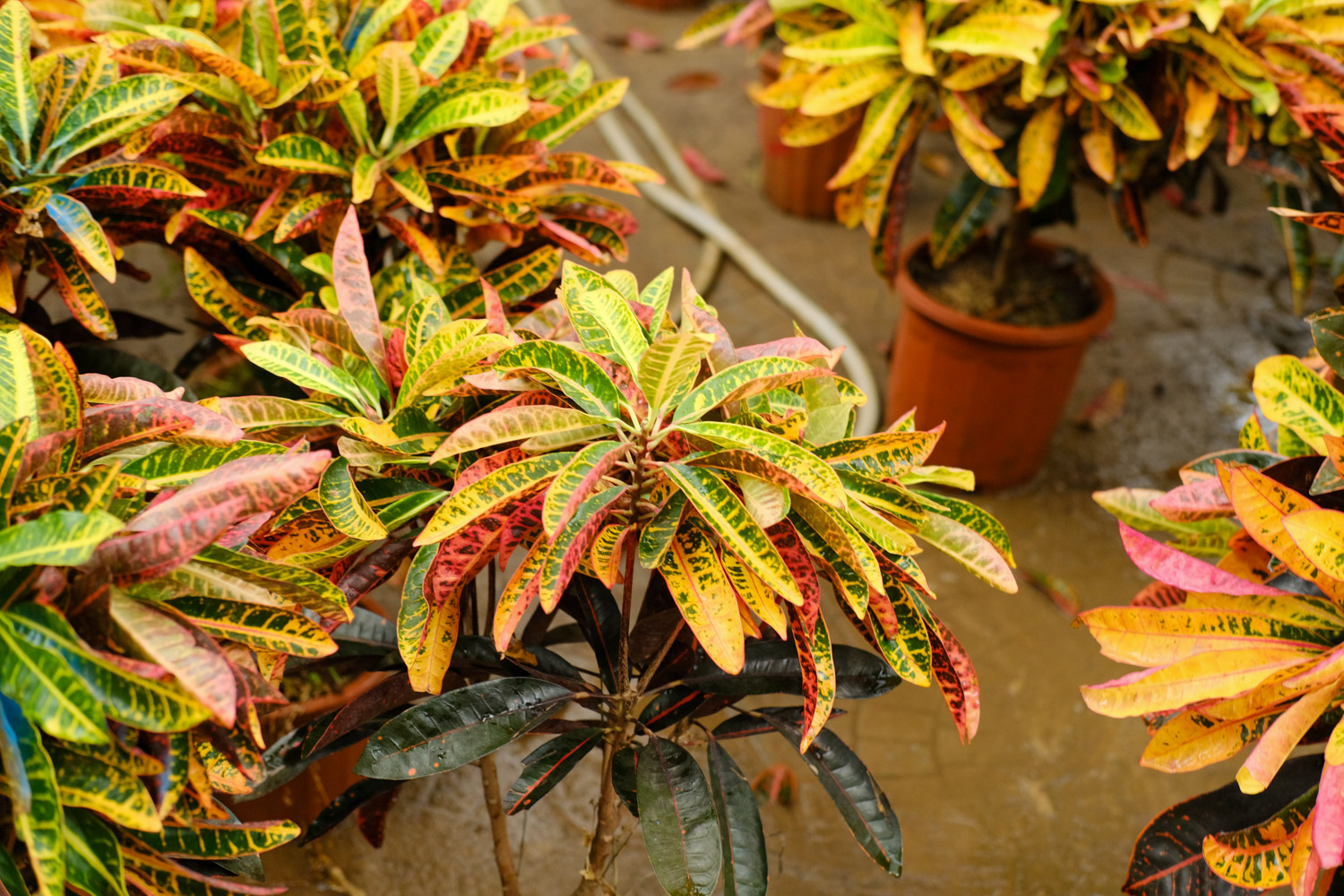 变叶木掉叶子是如何回事