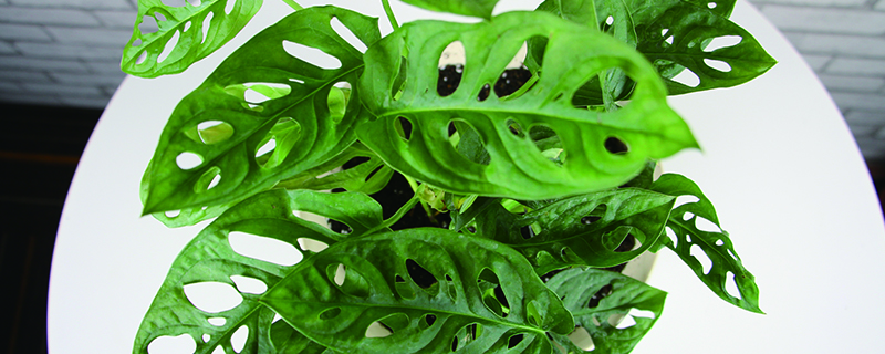 龟背竹叶子发软下垂如何办