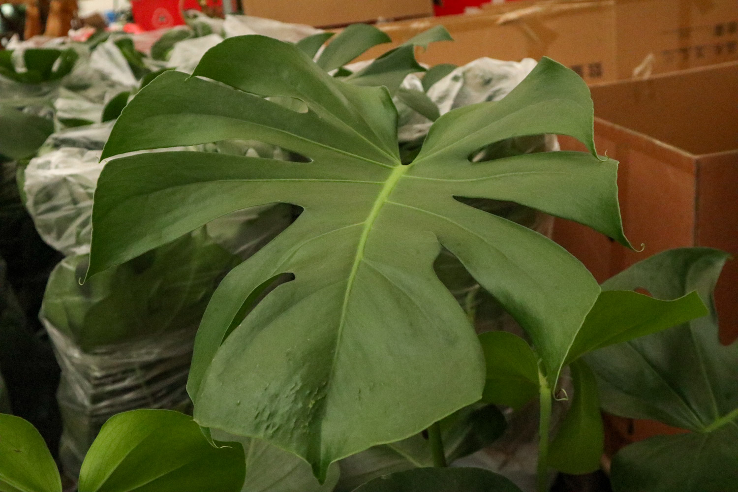 龟背竹叶子发软下垂如何办