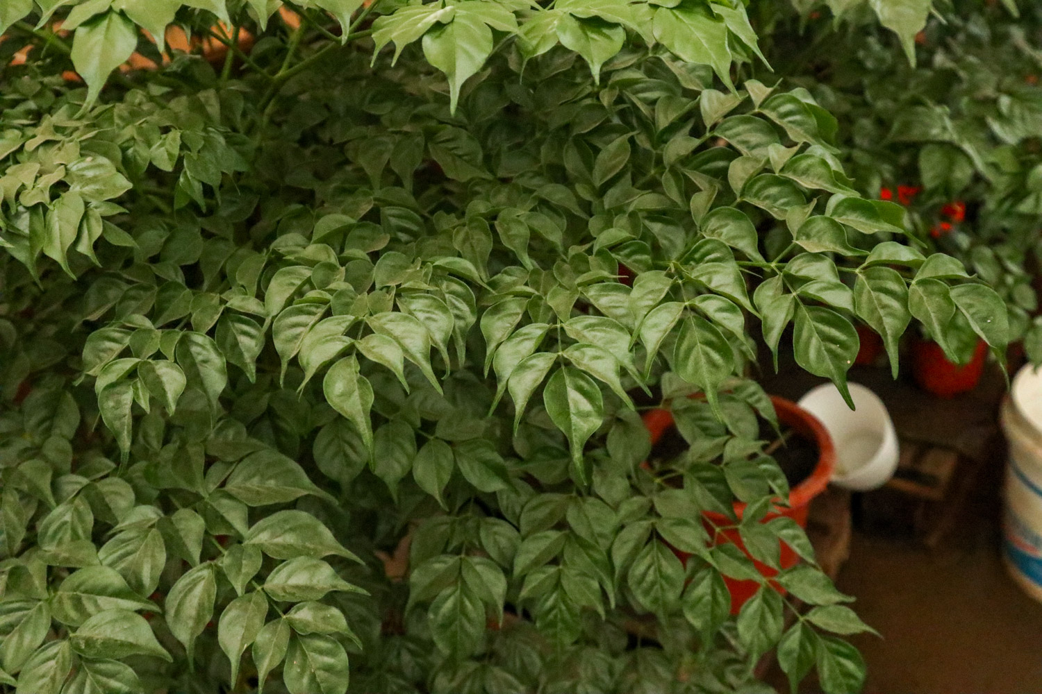 幸福树冬季掉叶子是如何回事