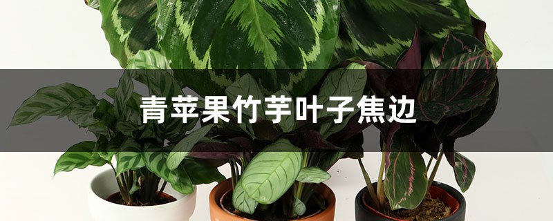 青苹果竹芋叶子焦边如何办