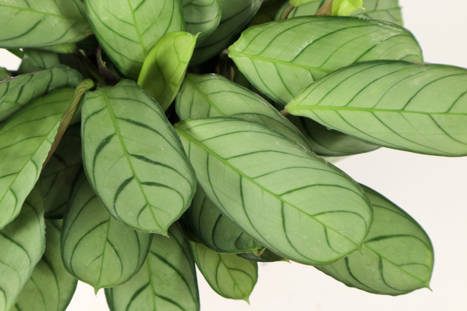 青苹果竹芋叶子焦边如何办