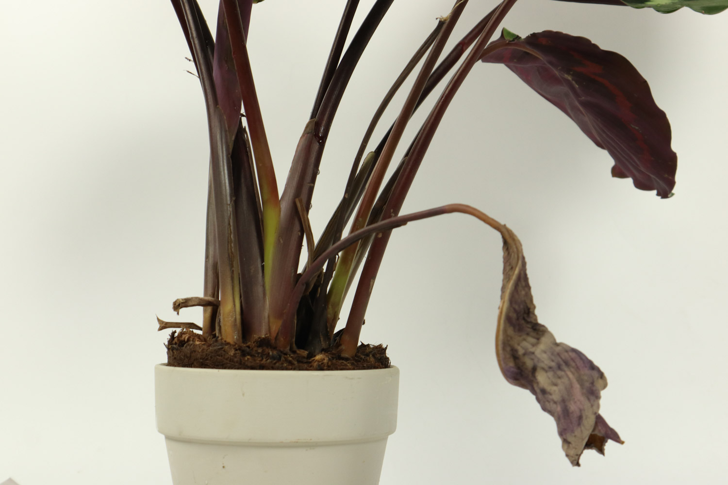 青苹果竹芋叶子焦边如何办