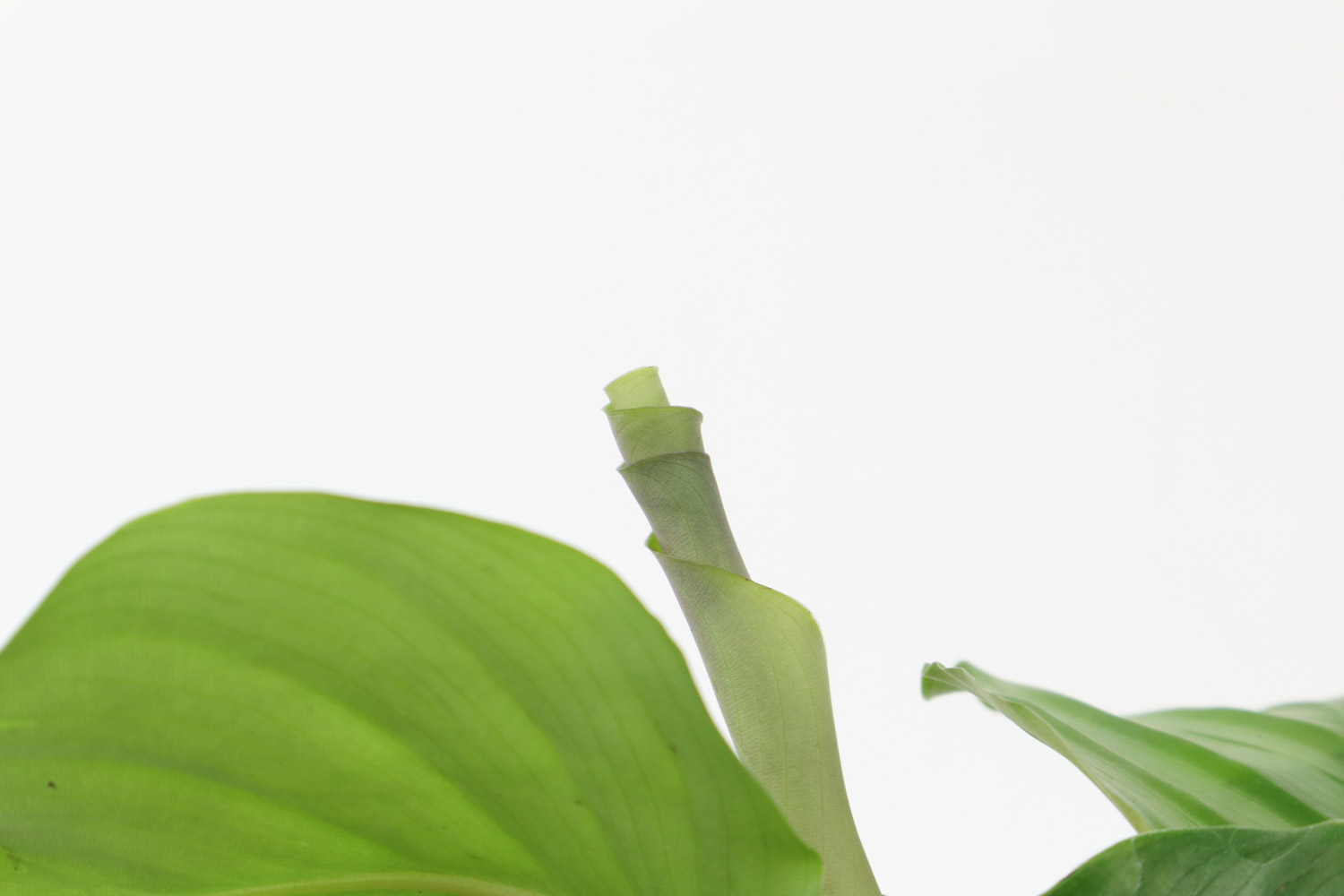 青苹果竹芋叶子焦边如何办