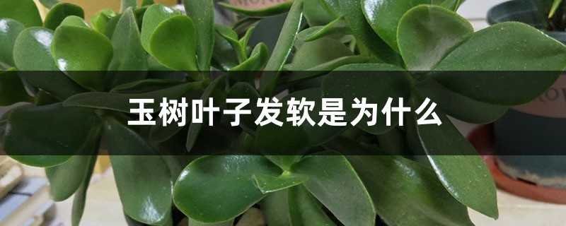 玉树叶子发软是为何，如何办