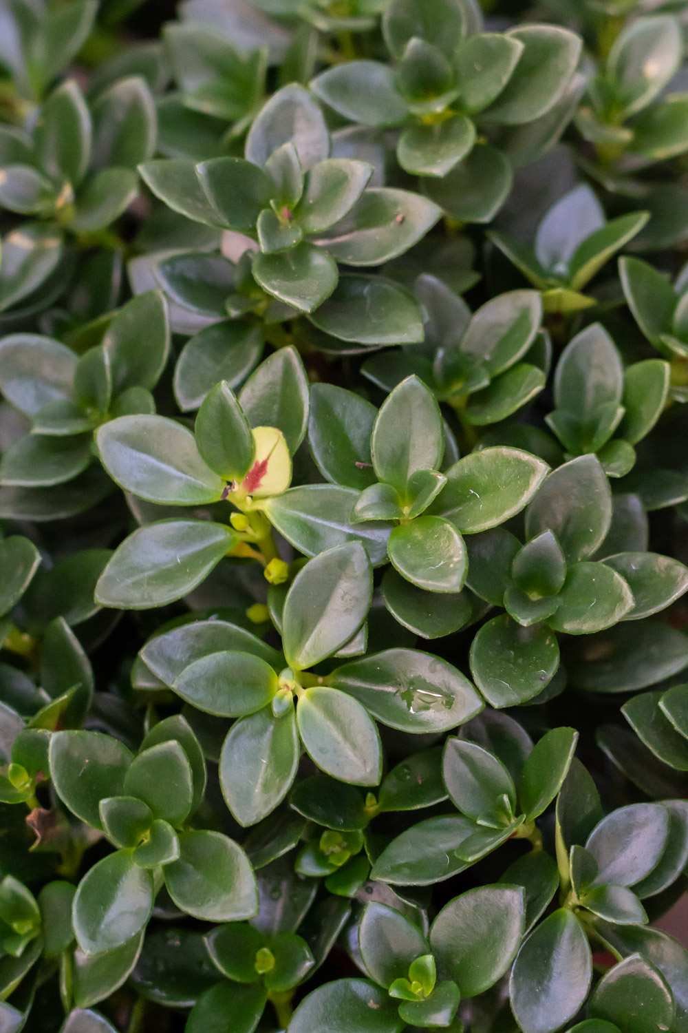 金鱼吊兰掉叶子是什么原因，如何补救