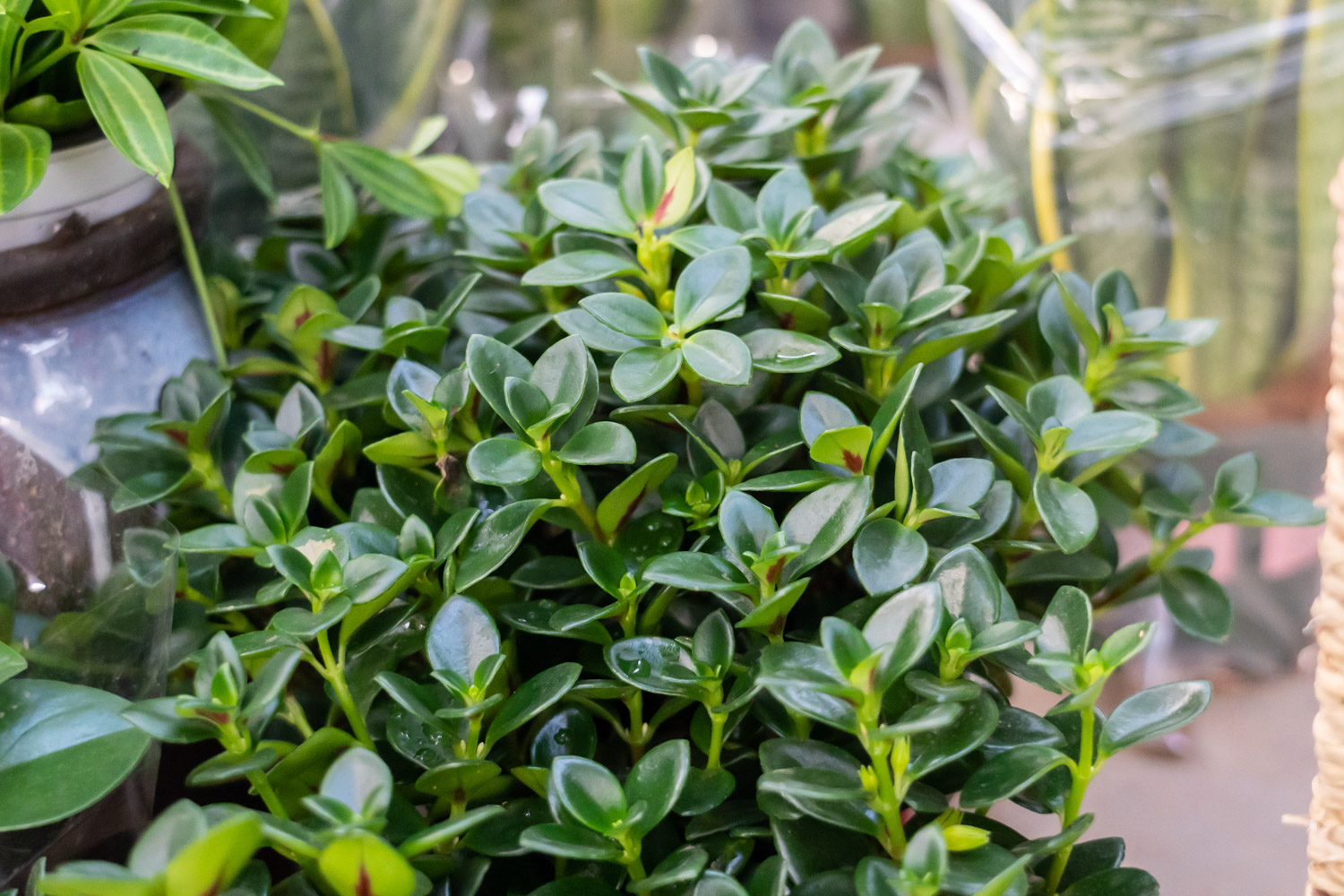 金鱼吊兰掉叶子是什么原因，如何补救