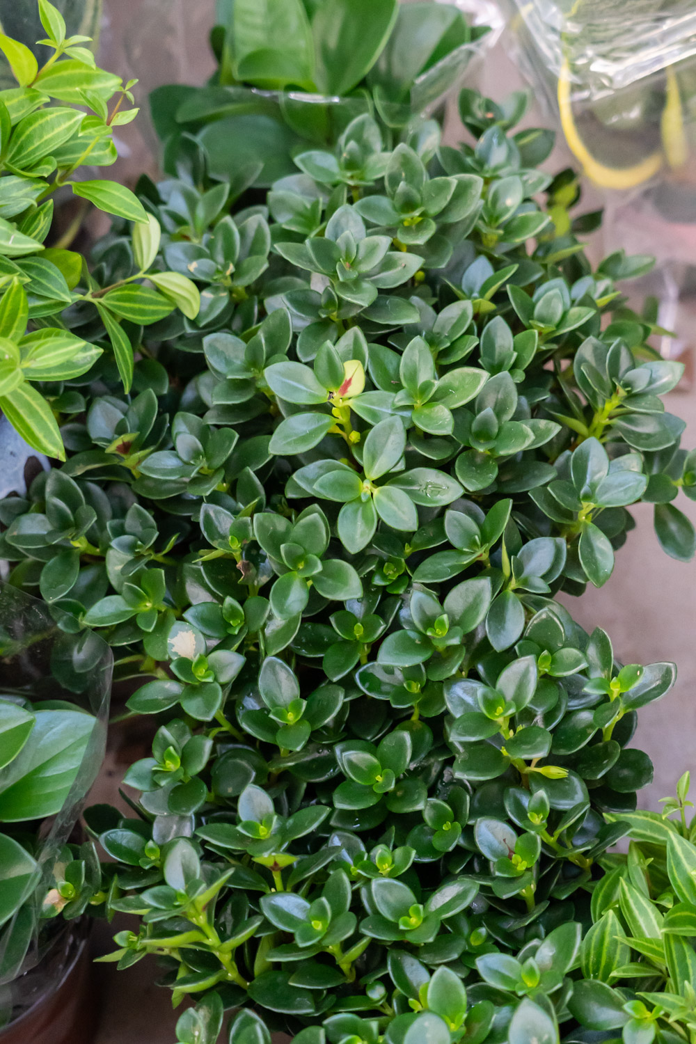 金鱼吊兰掉叶子是什么原因，如何补救