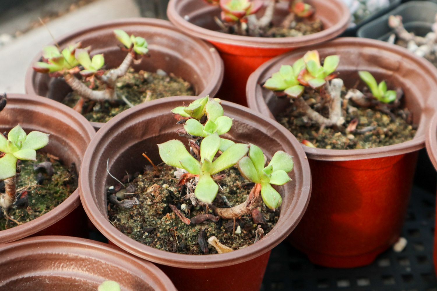 多肉掉叶片是什么原因，如何办