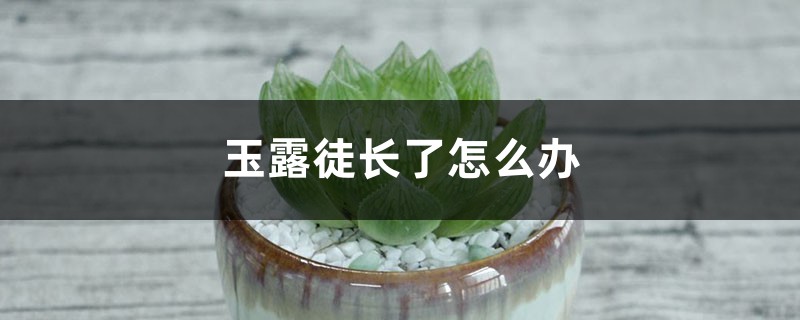 玉露徒长了如何办，可以切头吗