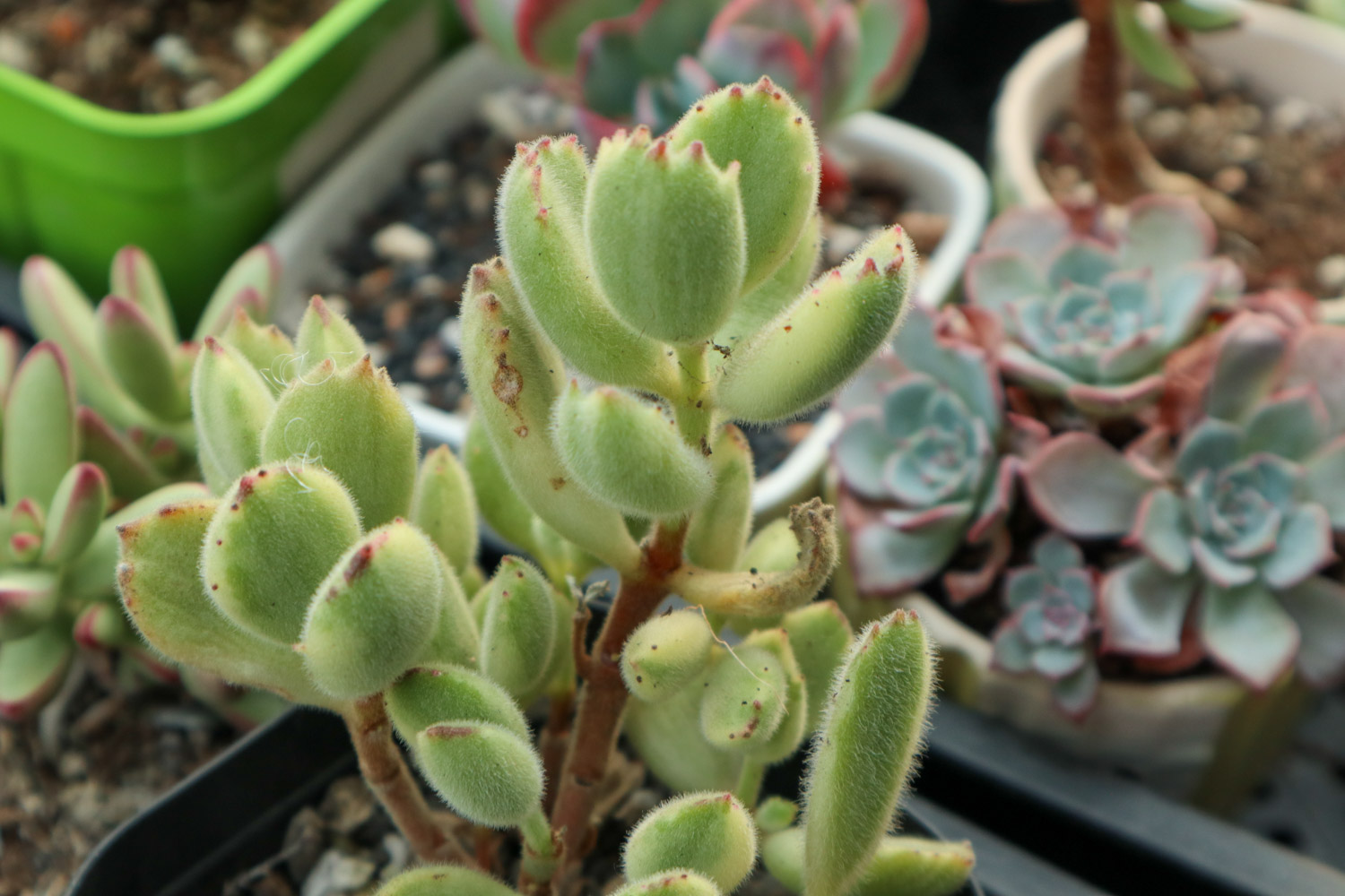 熊童子掉叶子如何回事，掉的叶子能栽吗