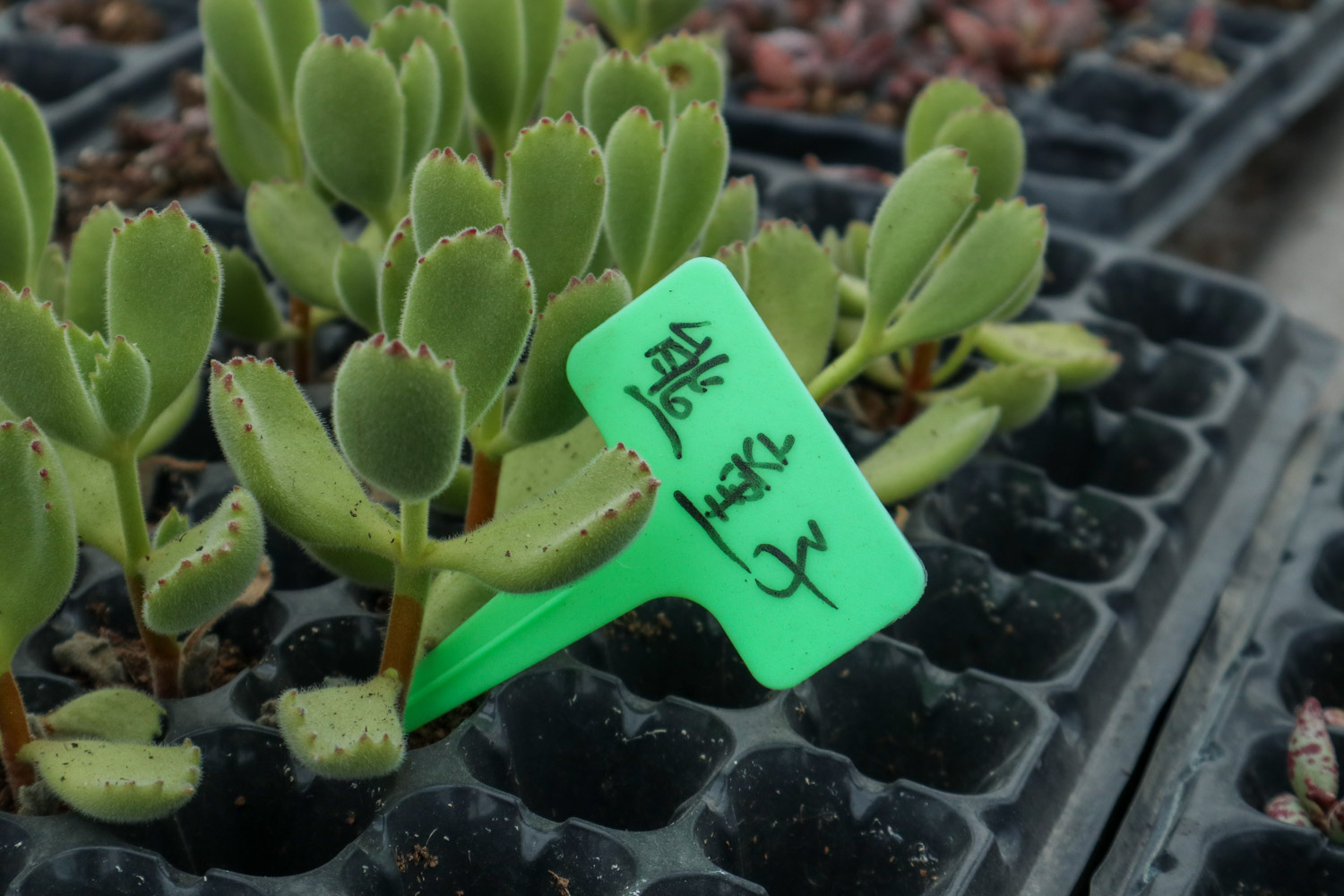 熊童子掉叶子如何回事，掉的叶子能栽吗