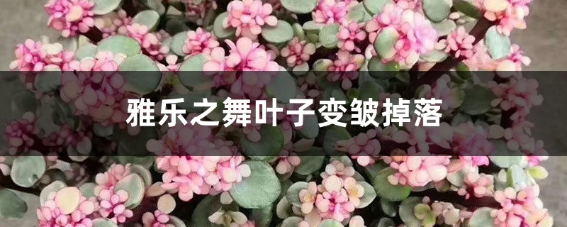 雅乐之舞叶子变皱掉落如何回事，如何办