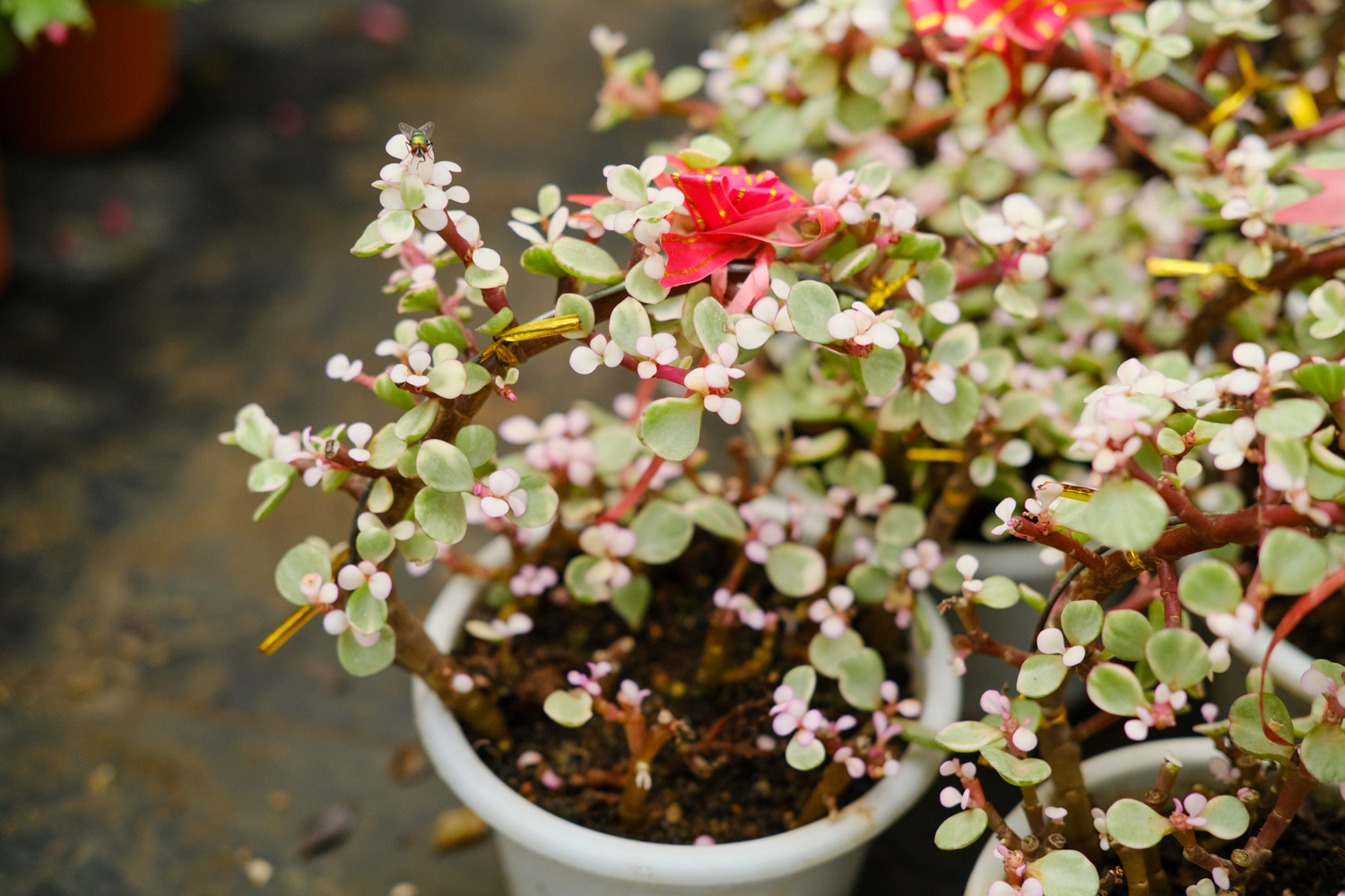 雅乐之舞叶子变皱掉落如何回事，如何办