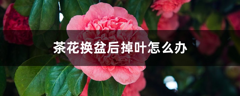 茶花换盆后掉叶如何办，茶花如何服盆