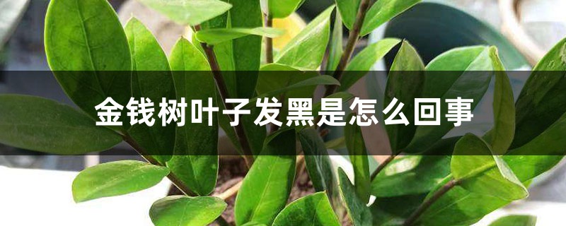 金钱树叶子发黑是如何回事，金钱树叶子边缘变黑