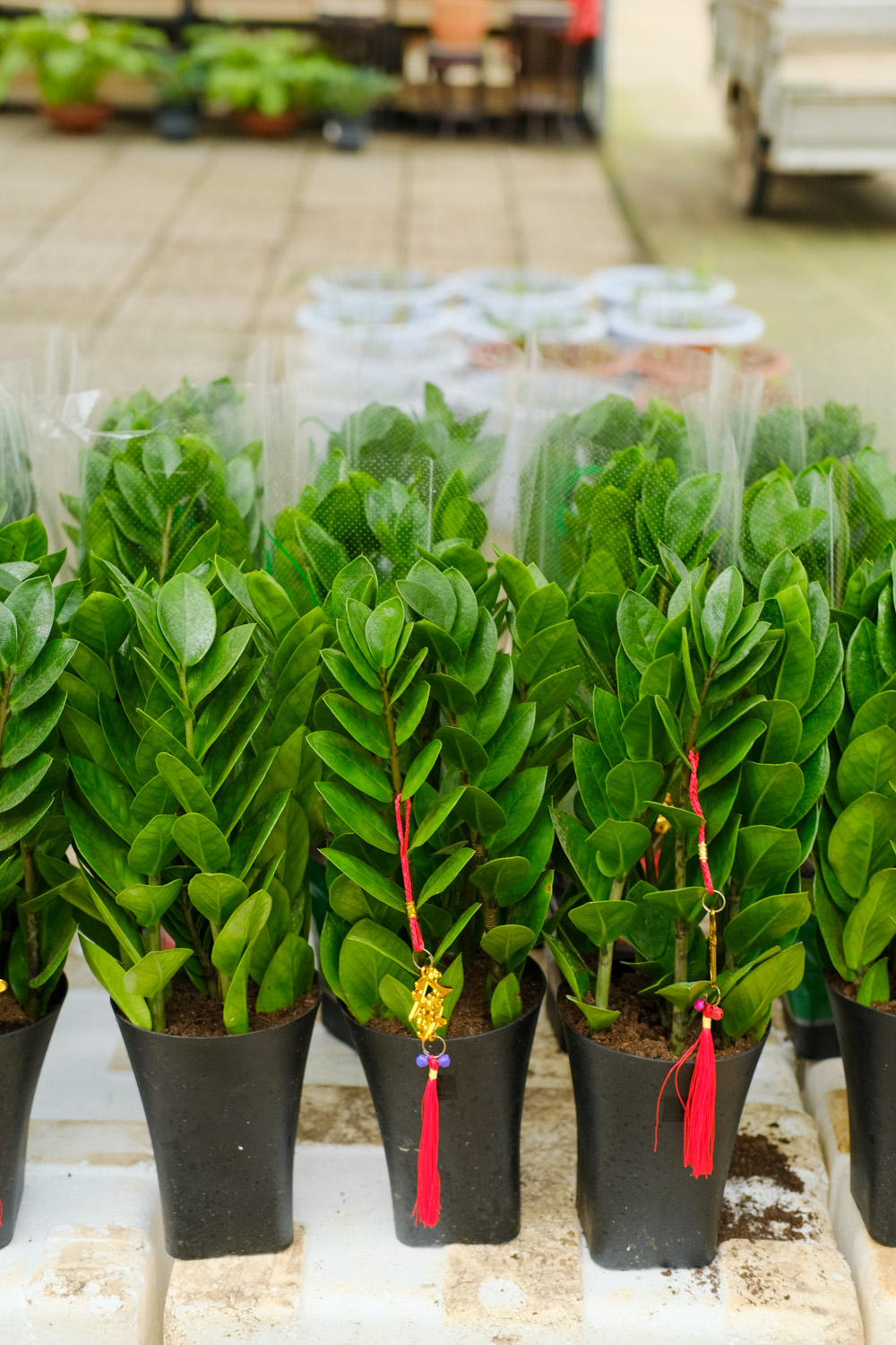 金钱树叶子发黑是如何回事，金钱树叶子边缘变黑