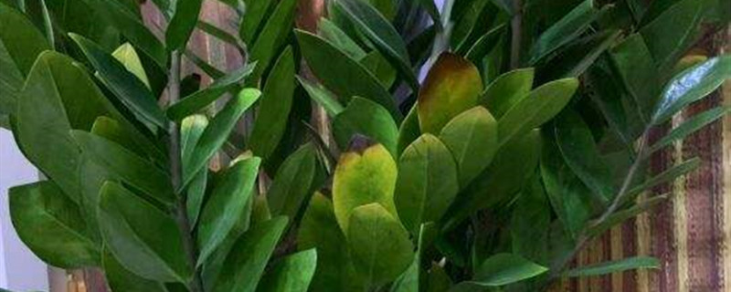 金钱树被冻了如何办，放室内怕冻吗