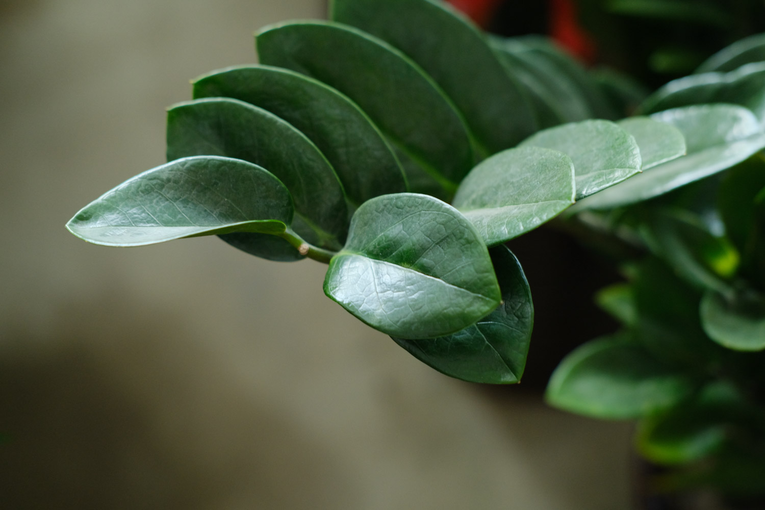 金钱树被冻了如何办，放室内怕冻吗