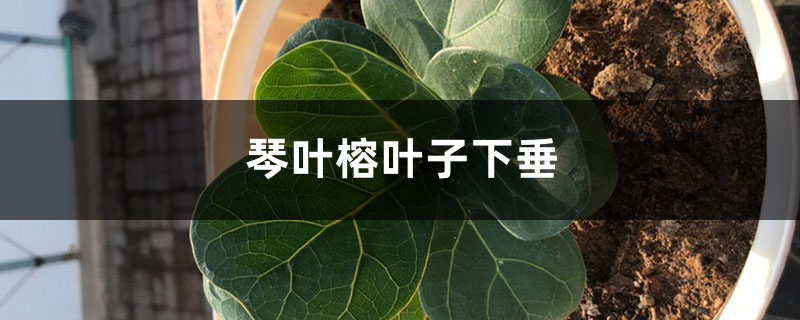 琴叶榕叶子下垂的原因，如何救
