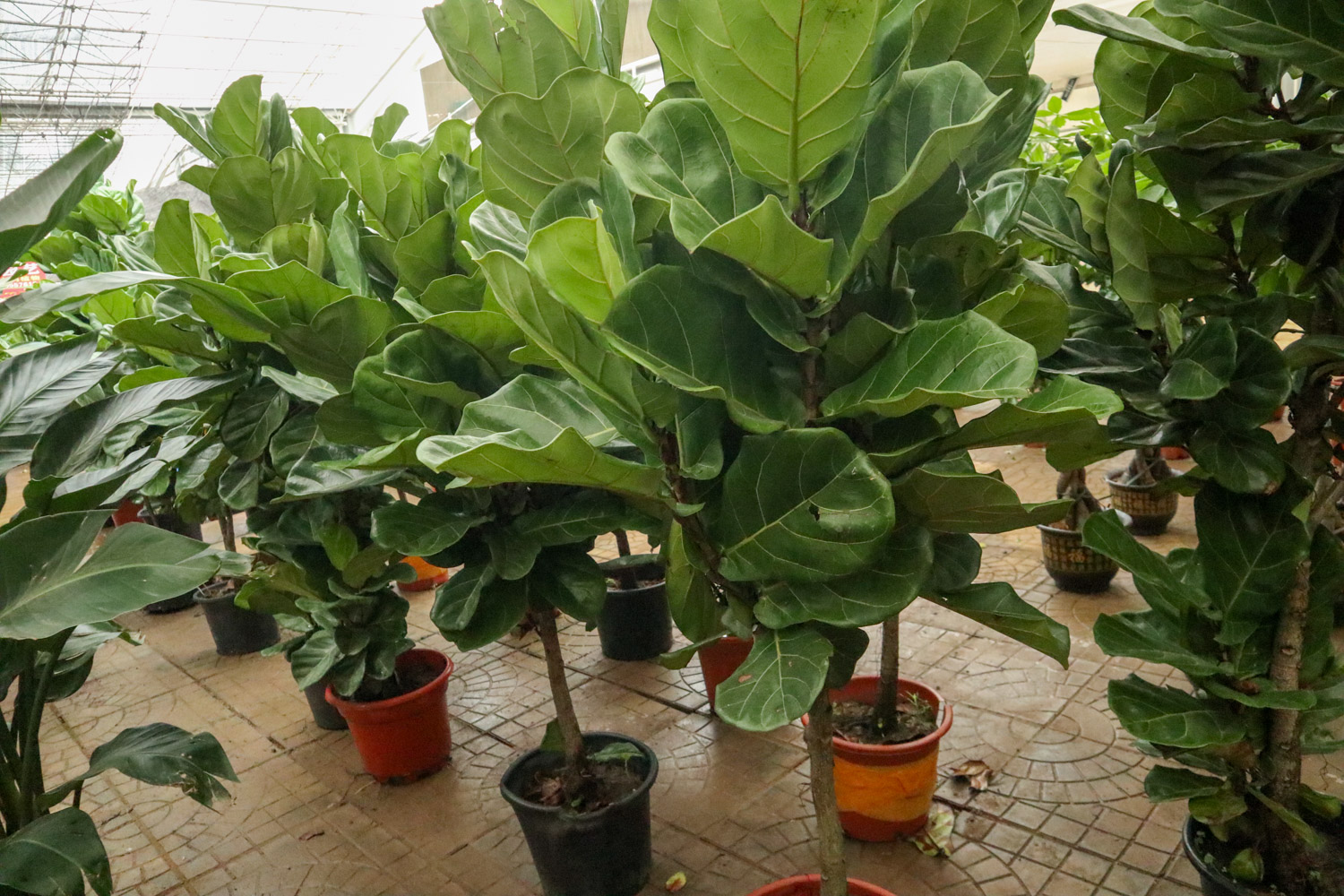 琴叶榕叶子下垂的原因，如何救