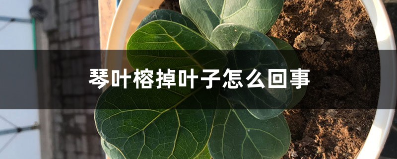 琴叶榕掉叶子如何回事，如何拯救