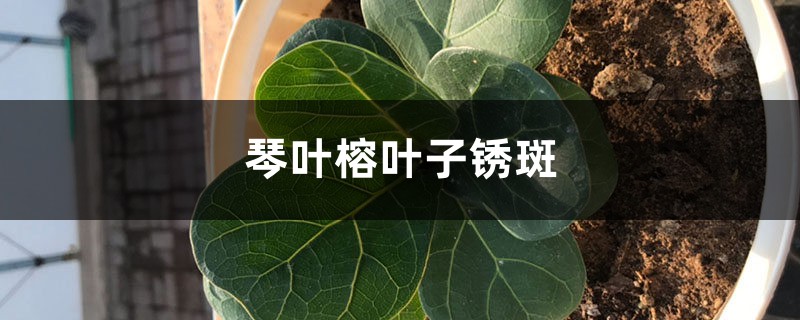 琴叶榕叶子锈斑如何治，能变回来吗